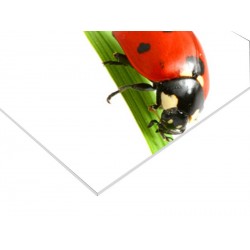 Panneau PVC 120 x 80 cm