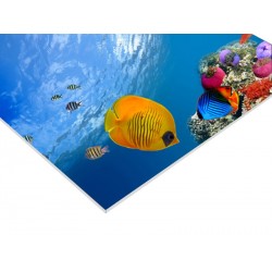 Panneau PVC 100 x 50 cm
